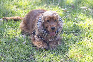 Fototapeta premium english cocker spaniel
