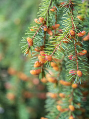 Fir branches with fresh shoots in spring.