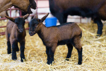 Goat babies in a place surrounded by straw