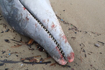 dead injured dolphin lying on the beach in turkey	