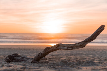 Beach sunset with a tree trunk