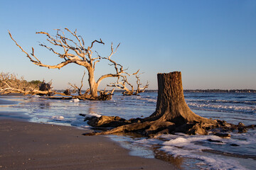 driftwood tree trunks cling to beach as ocean tide rolls in.