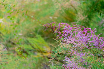 Tamarix chinensis fluttering in the wind