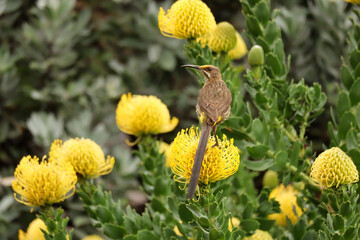 Cape Sugarbird sitting on yellow Protea pincushion flowers. Bird in the Kirstenbosch National...