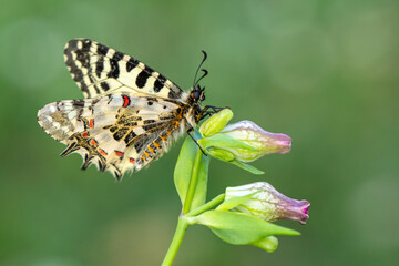 Macro shots, Beautiful nature scene. Closeup beautiful butterfly sitting on the flower in a summer garden.