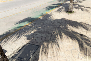 The shadow of a palm tree on the paving slab. Shadow from the branches of a coconut palm. The sun...