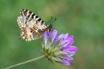 Macro shots, Beautiful nature scene. Closeup beautiful butterfly sitting on the flower in a summer garden.