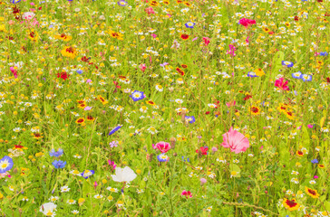 The fabulous colours in the Wildflower Meadow