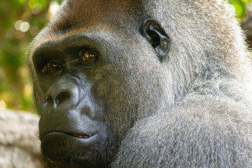 Obraz premium sad look of giant gorilla locked in a cage at the zoo