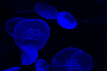 group of blue jellyfish in an aquarium