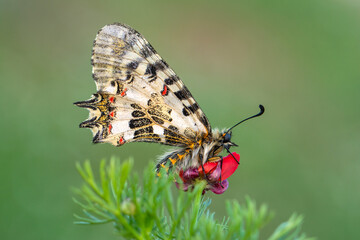 Macro shots, Beautiful nature scene. Closeup beautiful butterfly sitting on the flower in a summer garden.