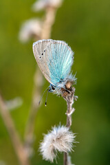 Macro shots, Beautiful nature scene. Closeup beautiful butterfly sitting on the flower in a summer garden.