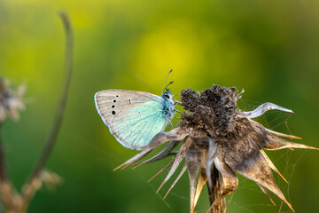 Macro shots, Beautiful nature scene. Closeup beautiful butterfly sitting on the flower in a summer garden.