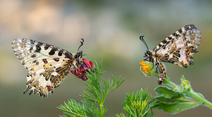 Macro shots, Beautiful nature scene. Closeup beautiful butterfly sitting on the flower in a summer garden.