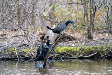 Grand Cormorants on a fallen branch in a forest stream
