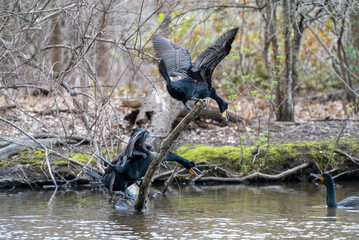 Grand Cormorants on a fallen branch in a forest stream