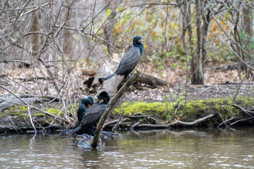 Grand Cormorants on a fallen branch in a forest stream