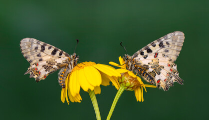 Macro shots, Beautiful nature scene. Closeup beautiful butterfly sitting on the flower in a summer garden.