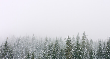 Snow falls in pacific northwest forest