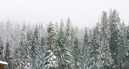Fototapeta premium Snowy forest in Pacific Northwest