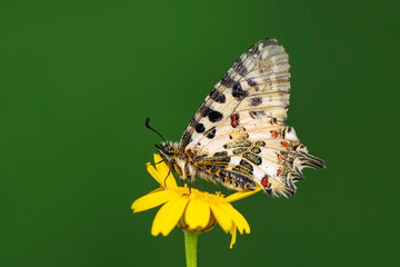 Macro shots, Beautiful nature scene. Closeup beautiful butterfly sitting on the flower in a summer garden.