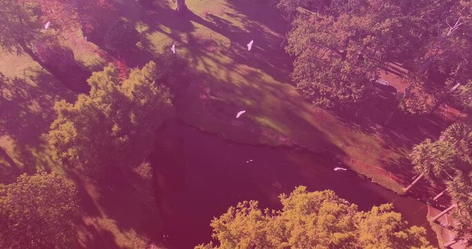 Video of overhead view of birds flying over trees in park