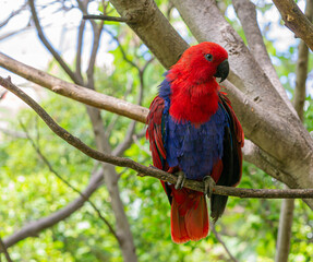 red and blue parrot looking