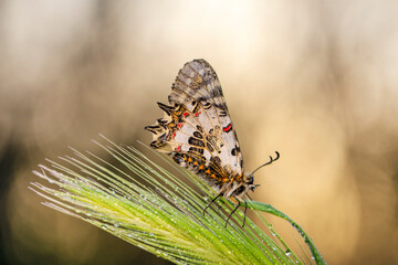 Macro shots, Beautiful nature scene. Closeup beautiful butterfly sitting on the flower in a summer garden.