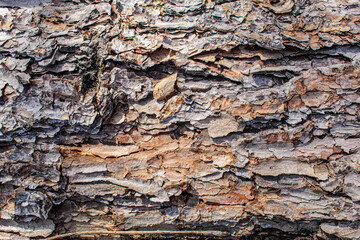 Texture and wood background. Dry bark of a tree.
