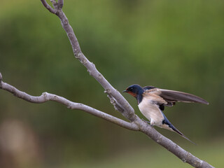 Barn swallow (Hirundo rustica). Bird in its natural environment.