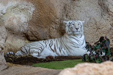 white tiger sitting in zoo