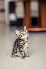 little cute kitten gray-brown