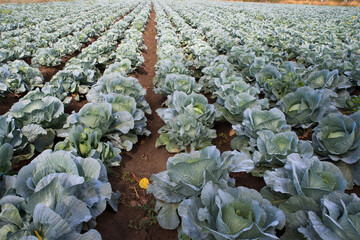 Fresh ripe cabbage on a vegetable bed.
