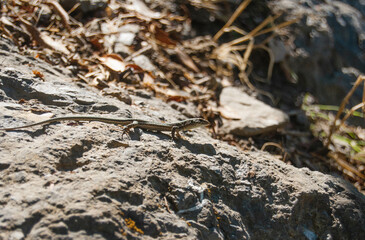 A small lizard crawls on a stone