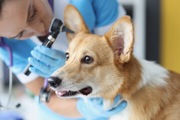 Veterinarian doctor listens to dog ear with an otoscope in veterinary clinic