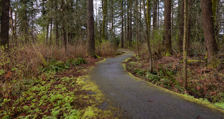 Scenic Walking Trail Path in the green woods. Suburban City Park in Fraser Heights, Surrey, Vancouver, British Columbia, Canada. Spring Season.