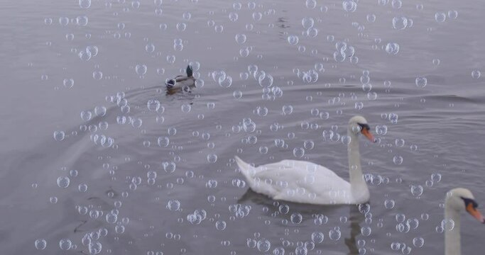 Animation of bubbles over duck and swan on lake