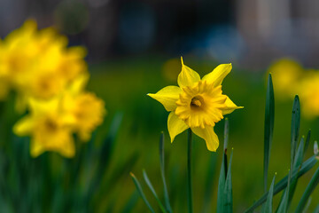 Bright yellow daffodil on a blurred background. Spring flowers in garden