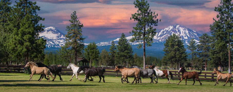 Galloping horses and three sisters mountains near Sisters, Oregon