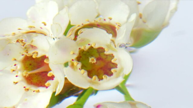Beautiful white flowers in clear water. Stock footage. Delicate white flowers under water on isolated background. Flowers in refreshing water