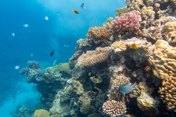 Plakat Colorful, picturesque coral reef at bottom of tropical sea, hard corals and air bubbles in the water, underwater landscape