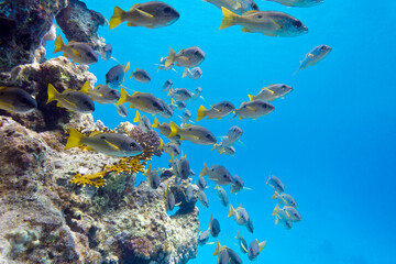 Fototapeta na wymiar Coral reef with shoal of goatfishes at the bottom of tropical sea on blue water background, underwater landscape