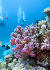 Naklejka na ściany i meble Colorful, picturesque coral reef at bottom of tropical sea, great pink Pocillopora coral and air bubbles in the water, underwater landscape