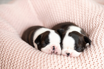 Cute Boston Terrier puppies sleep on a pink knitted blanket. Wonderful pets. Tender emotion. Dog