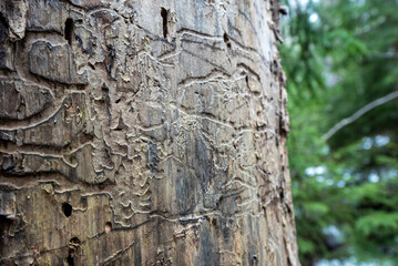 European spruce bark beetle marks on tree trunk