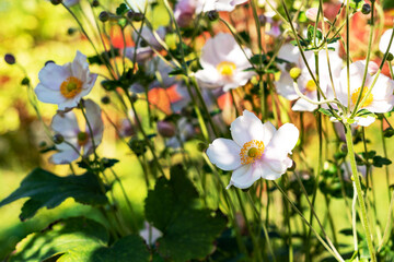 Obraz na płótnie Canvas Beautiful anemone flowers with white petals on a flower bed in the garden closeup