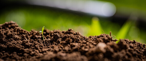 Just emerged young plant in a pile of fertile soil. Shovel handle and defocused grass on the background