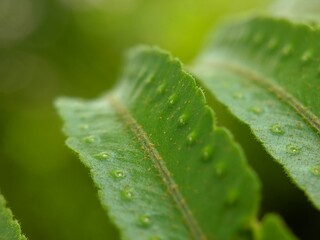 macro photos, unique natural plants