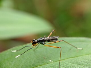 unique insect macro closeup