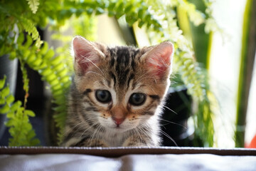 Tabby kitten ready to jump with plants, fern and leaves on background. Beautiful fluffy kitty looks...